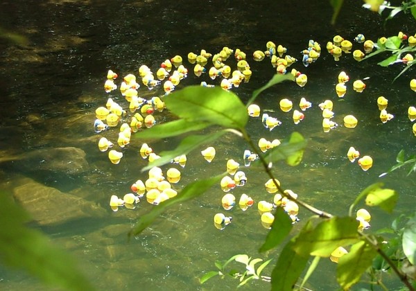 Duck Race